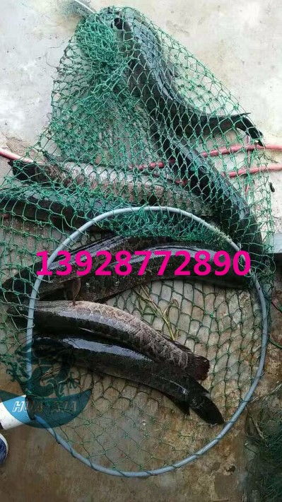 浙江烏鱧魚苗批發(fā)價(jià)格實(shí)惠，廣東華夏漁業(yè)航空助力高效運(yùn)輸