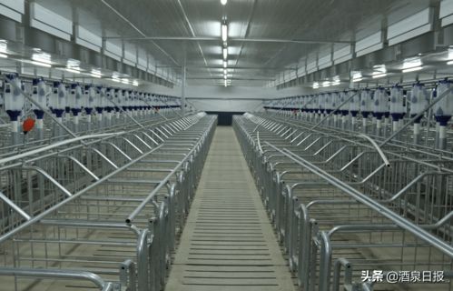 打出組合拳，酒泉市多措并舉促生豬穩產保供，助力畜牧漁業飼料銷售穩健發展