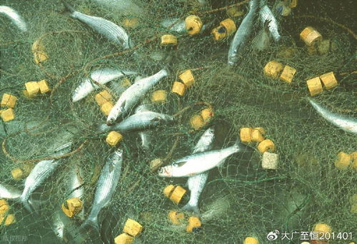 AquaTech 2026 馬來西亞漁業展覽會 領航漁業新紀元，驅動畜牧漁業飼料銷售創新